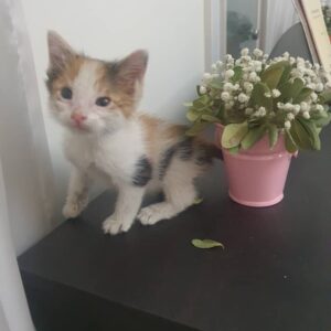 واگذاری بچه گربه یک ماهه