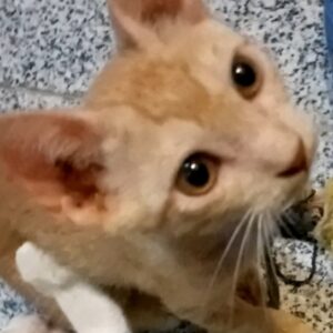 گربه نر 2ونیم ماهه بقلی و ملوس
