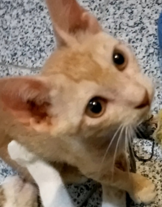گربه نر 2ونیم ماهه بقلی و ملوس