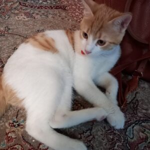 گربه باهوش و مهربون
