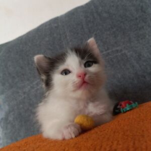 واگذاری گربه اصفهان