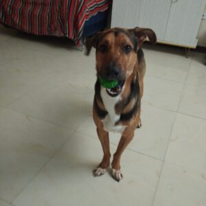 میکس نر دوبرمن