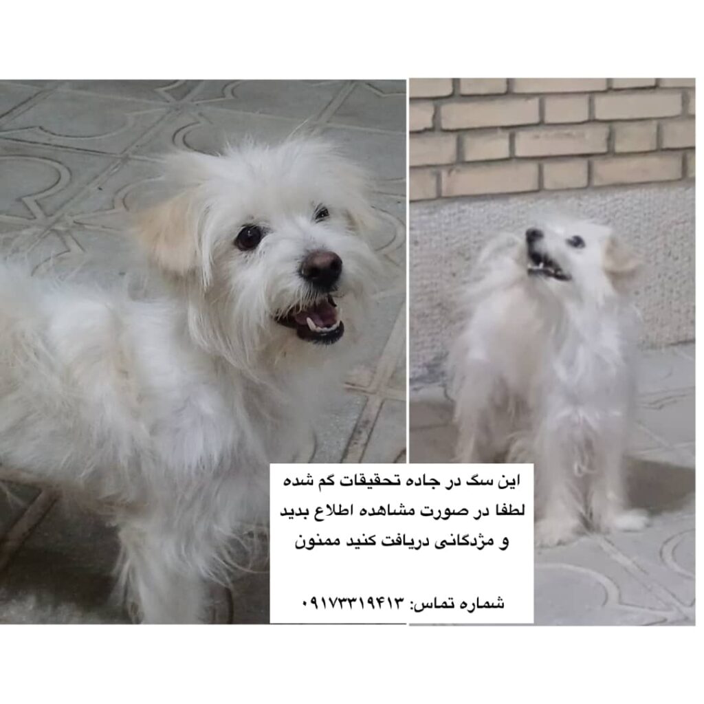 سگ گمشده