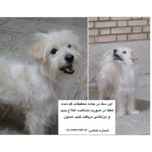 سگ گمشده