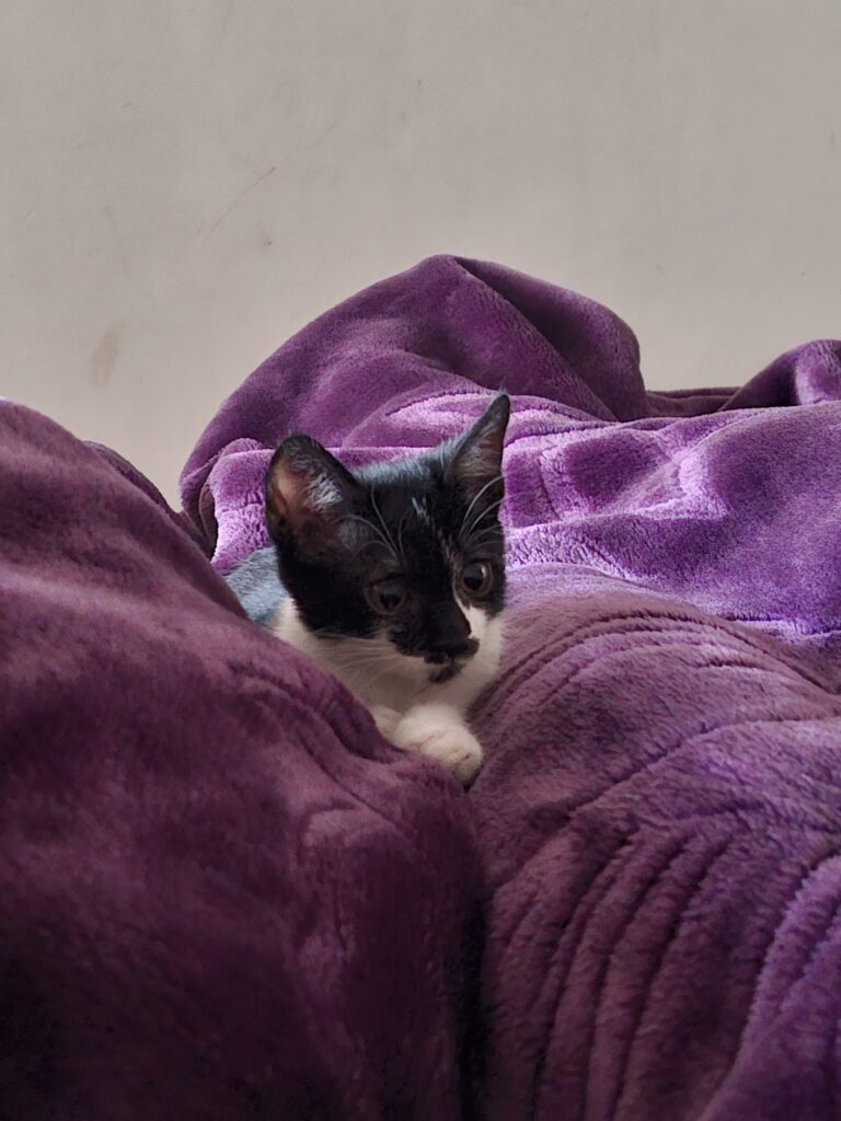 گربه 2ماهه ماده