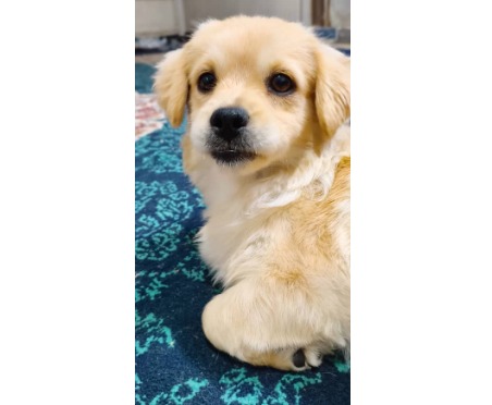 واگذاری سگ آپارتمانی