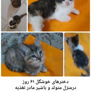 دو خواهر ۶۷ روزه