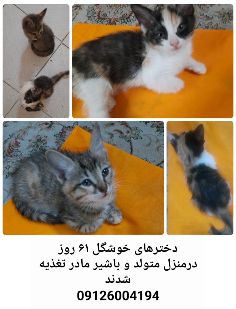دو خواهر ۶۷ روزه