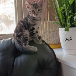 گردو و پسته زیبا در آستانه دو ماهگی