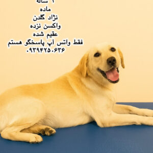 دختر یک ساله گلدن (ترگل)
