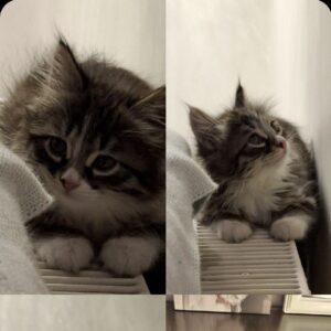 گربه DLH  ملوس خانم