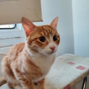 گربه نارنجی نیازمند کمک