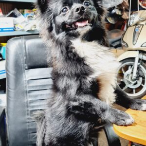 سگ دزدیده شده