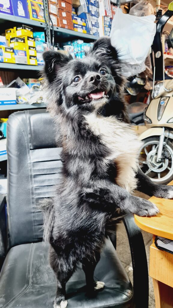 سگ دزدیده شده