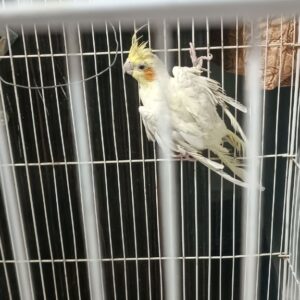 واگذاری عروس هلندی