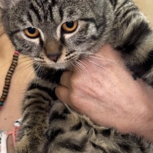 بچه گربه فوق العاده مهربون