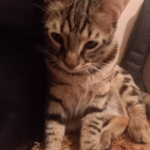 گربه نر و مهربون