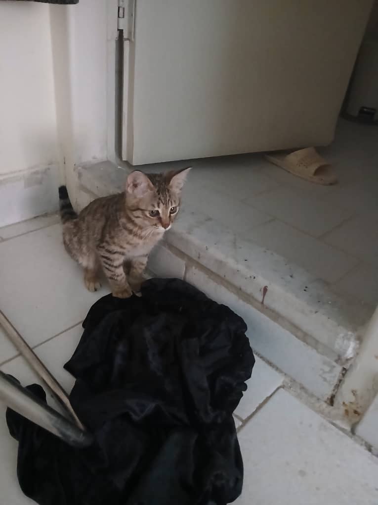 واگزاری رایگان گربه دی اس اچ نوزاد ۳ماهه