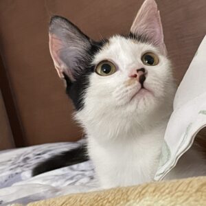 بچه گربه زیبا