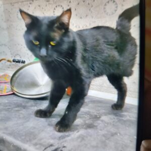 واگذاری گربه نر مشکی یک پا