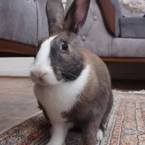 واگذاری خرگوش