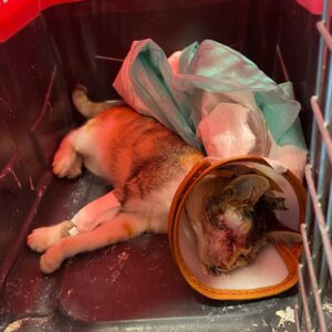 بچه گربه خیابانی ماده