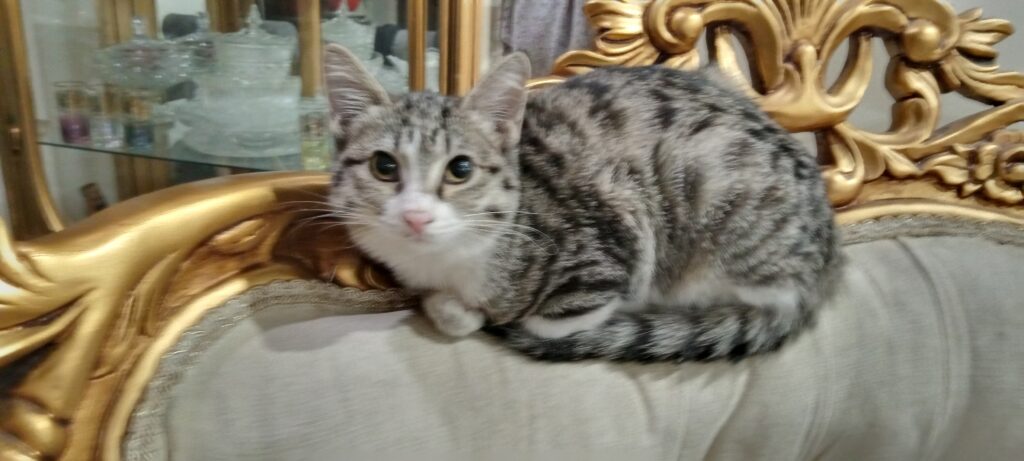 واگذاری گربه ی ماده ی ناز