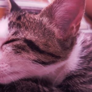 گربه dsh