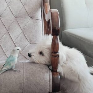 سگ‌نژاد پودل - مالتیز