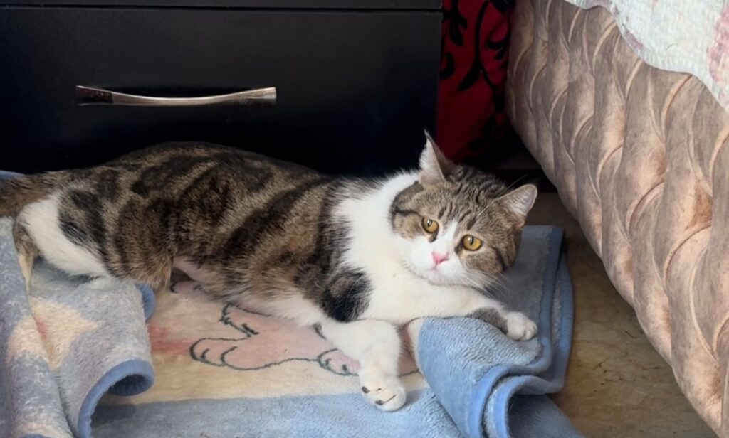 واگذاری گربه رایگان