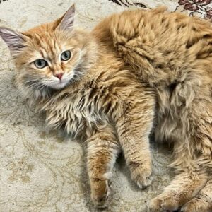 گربه حنایی گمشده