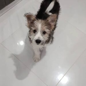 سگ شیتزو دختر  5ماهه