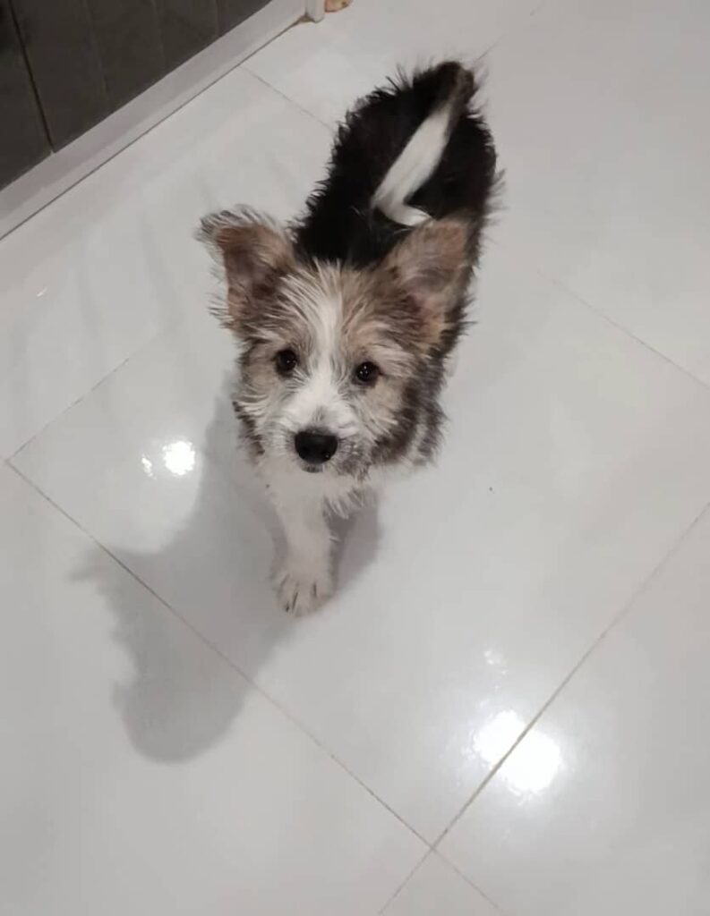 سگ شیتزو دختر  5ماهه