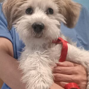 واگذاری رایگان