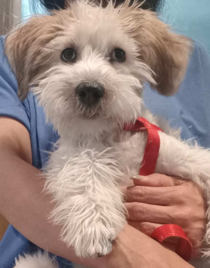 واگذاری رایگان