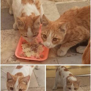 واگذاری رایگان بچه گربه ها