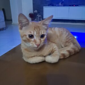 طلا پسر ۴ماهه مهربون بعلی تمیز تو خونه بدنیا اومده