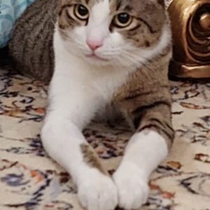 گربه یکساله نر dsh