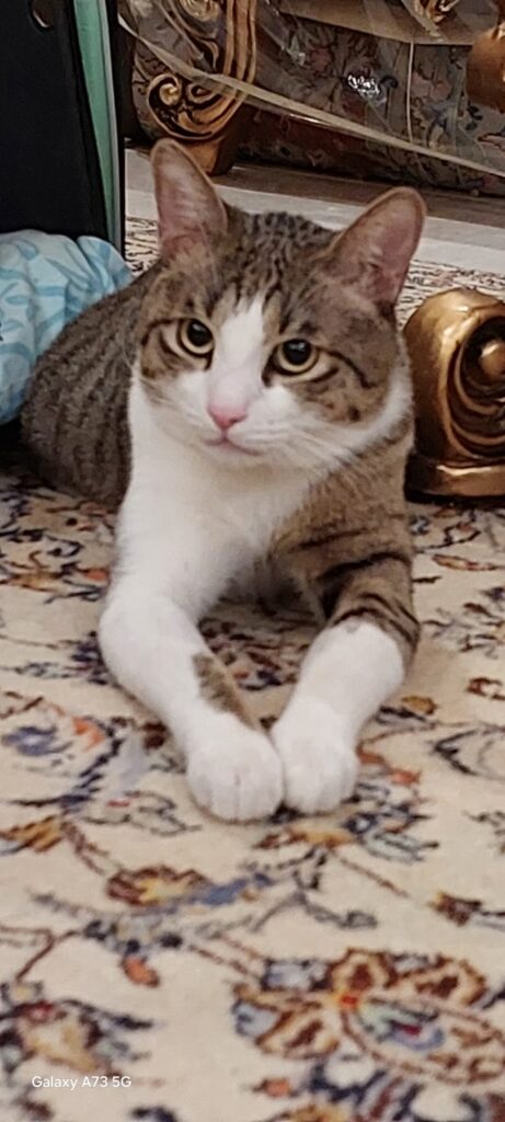 گربه یکساله نر dsh