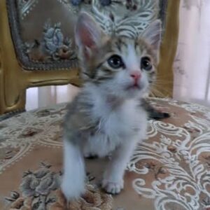 واگذاری  رایگان بچه گربه 40روزه