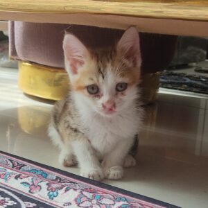 واگذاری رایگان بچه گربه