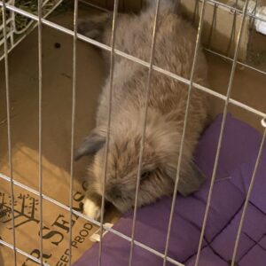 خرگوش لوپ نر