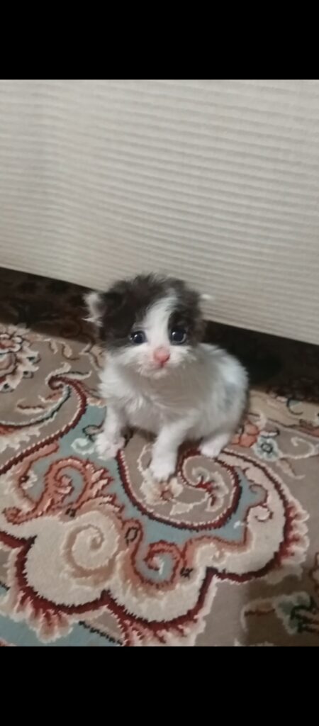 بچه گربه‌ی یک ماهه