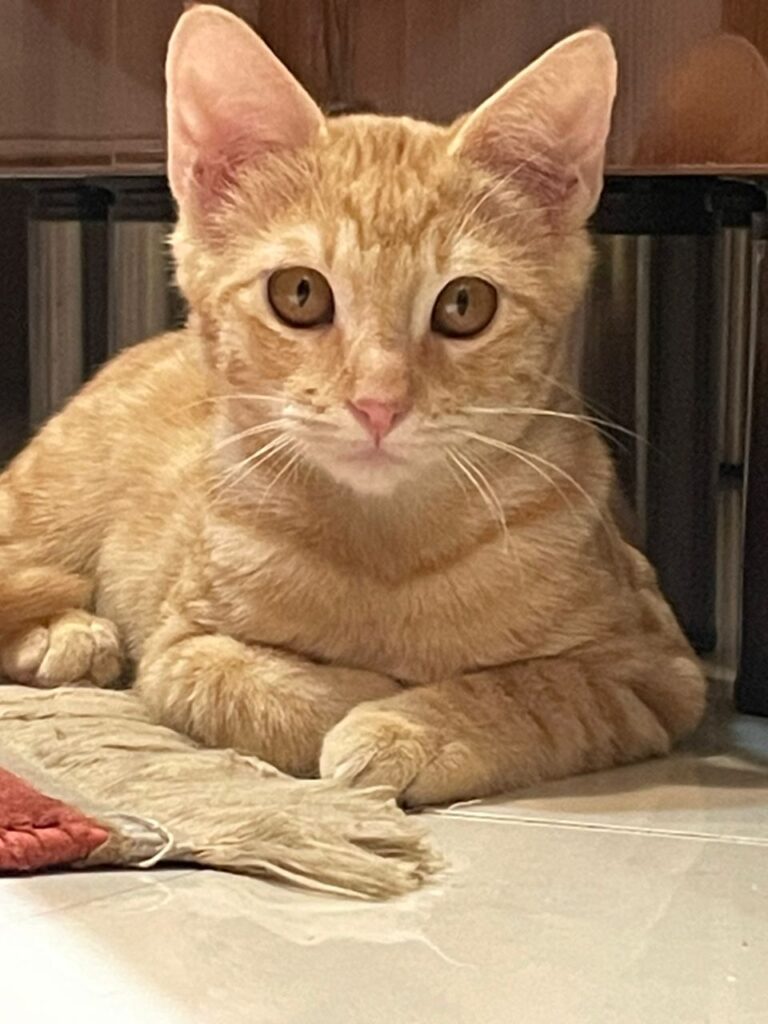 واگذاری گربه dsh