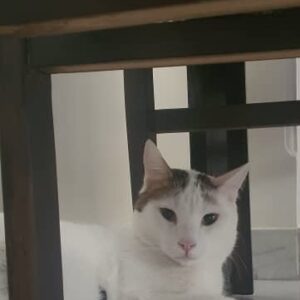 واگذاری رایگان گربه دی اس اچ