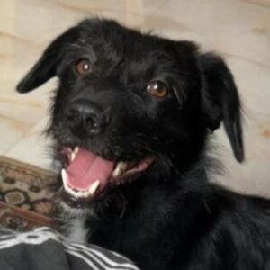 یه سگ هلو برو تو گلو