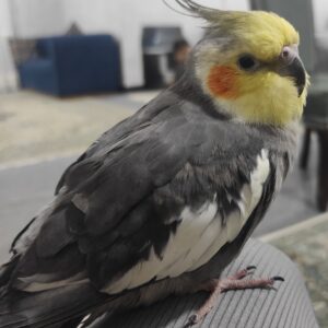 عروس هلندی گم شده(چیکو)