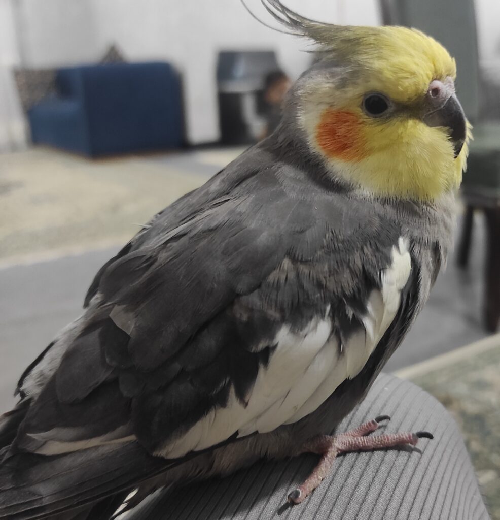 عروس هلندی گم شده(چیکو)