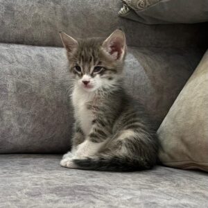 گربه دی اس اچ نر ۲ ماهه
