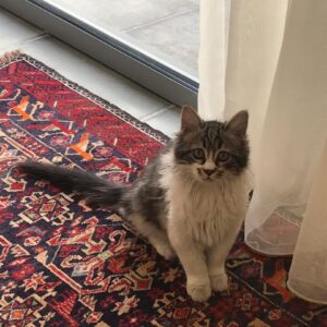 گربه مهربون و اجتماعی